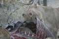 Cubs playing on zebra carcass 